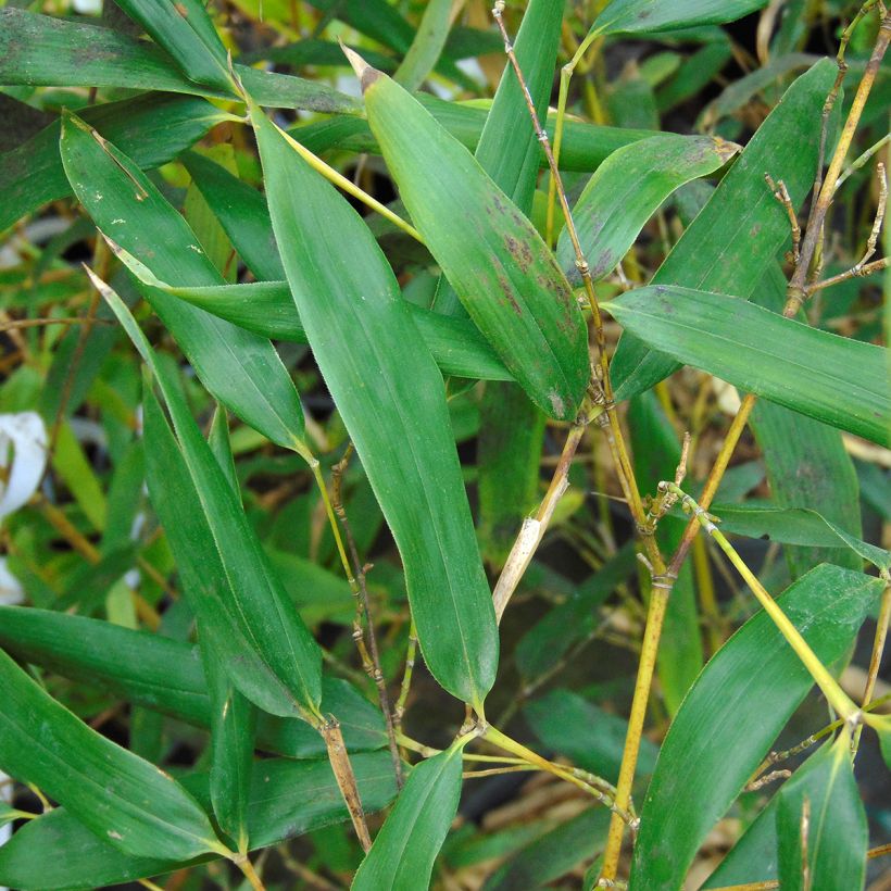 Bambou - Phyllostachys bissetii  (Foliage)