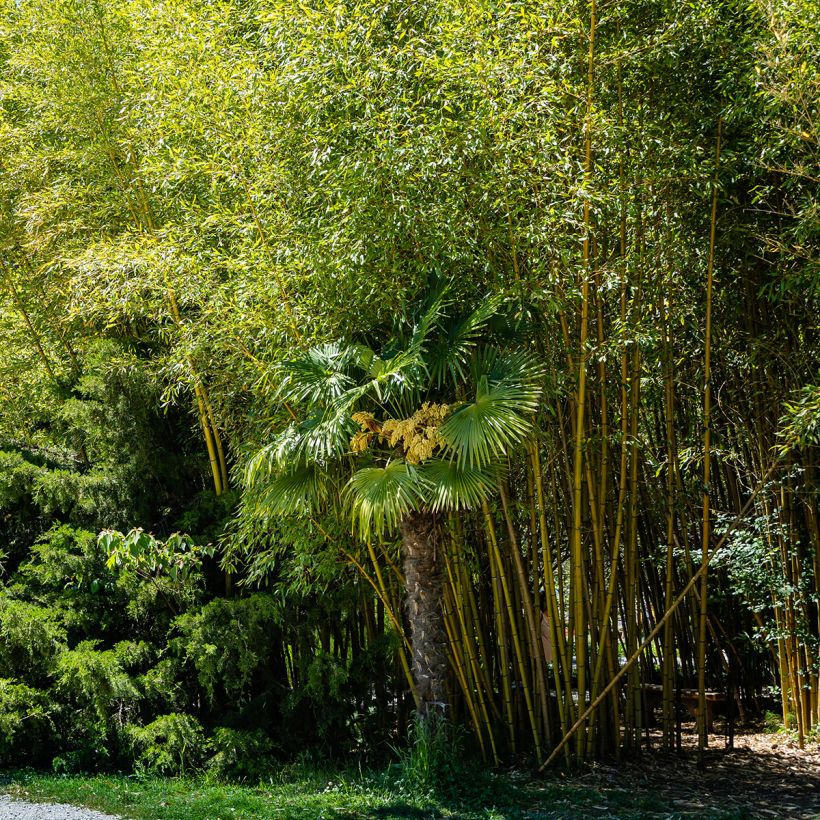 Bambou jaune - Phyllostachys aureosulcata Aureocaulis (Plant habit)