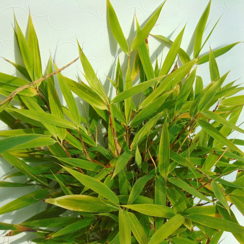 Bambou non traçant - Fargesia murielae Bimbo (Foliage)