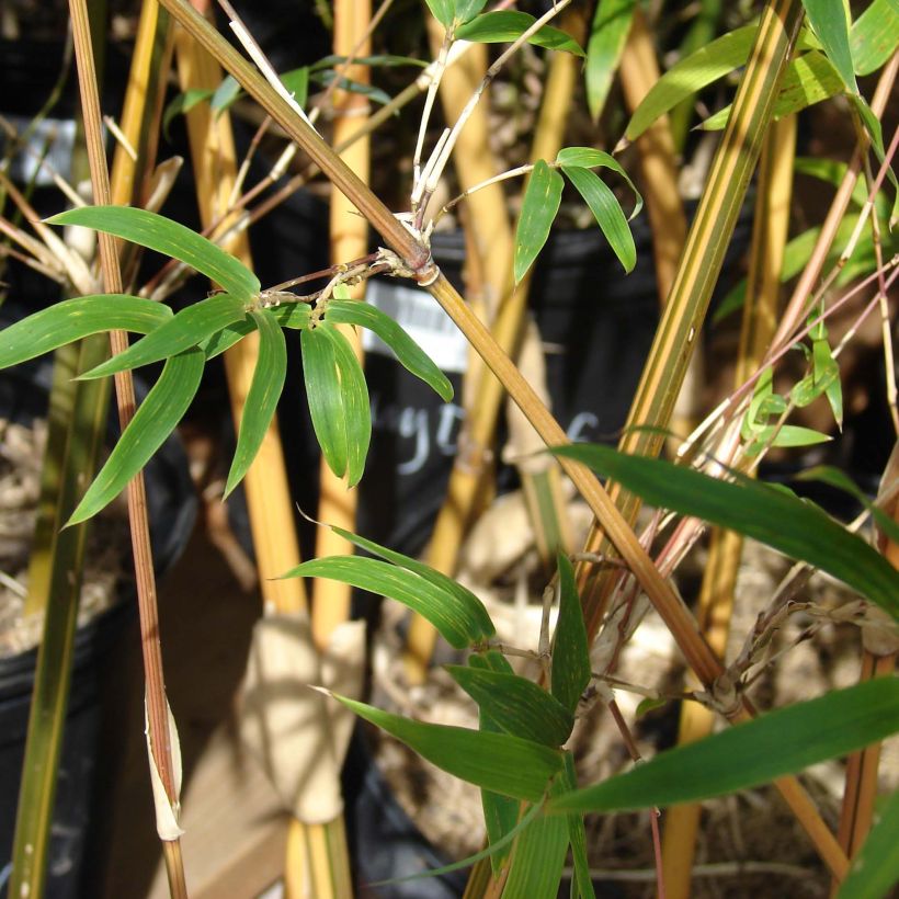 Bambusa glaucescens Multiplex - Bambou moyen (Foliage)