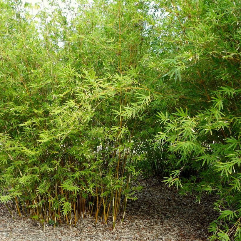 Bambusa multiplex  Alphonse Karr - Bambou d'intérieur (Plant habit)