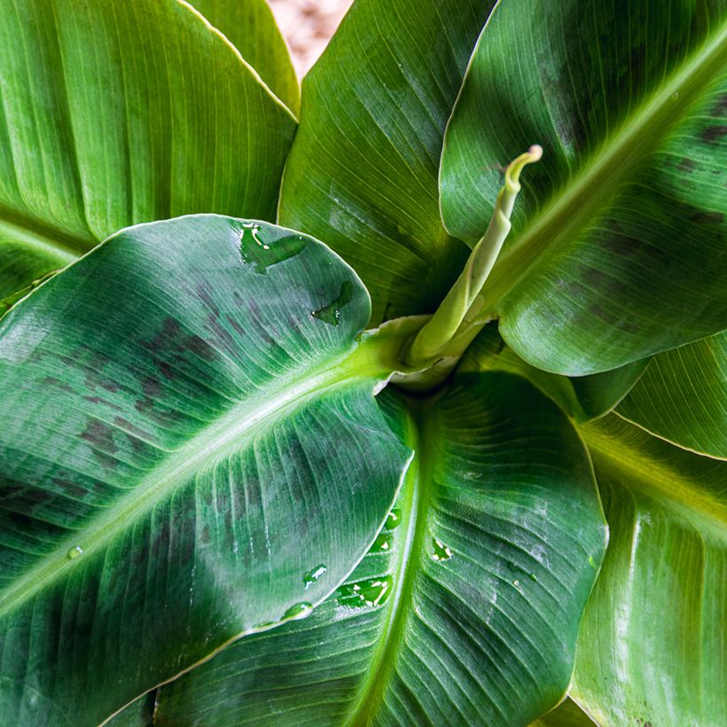 Bananier nain - Musa acuminata Dwarf Cavendish (Foliage)