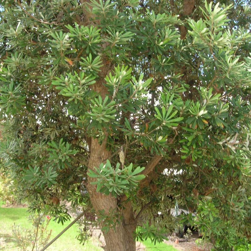Banksia integrifolia - Banksia côtier (Plant habit)