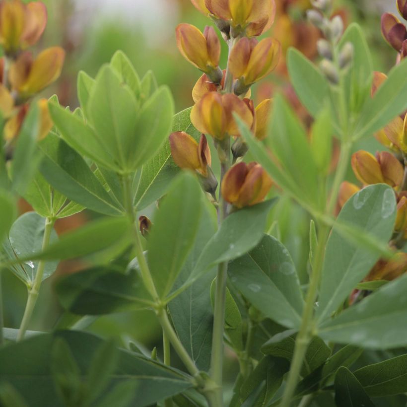 Baptisia Brownie Points - Lupin indigo (Foliage)