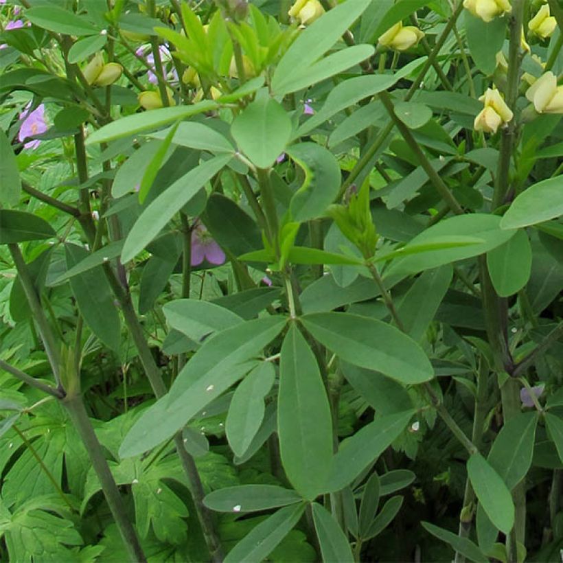 Baptisia Carolina Moonlight - Faux indigo jaune hybride (Foliage)