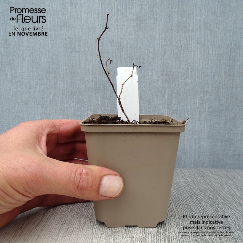 Example of Baptisia Carolina Moonlight - Faux indigo jaune hybride Godet de 8/9 cm as you get in automne
