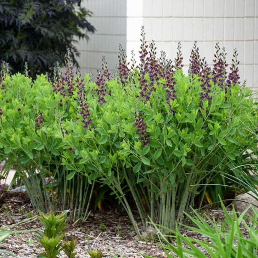 Baptisia Grape Taffy - Lupin indigo pourpre foncé et jaune (Plant habit)