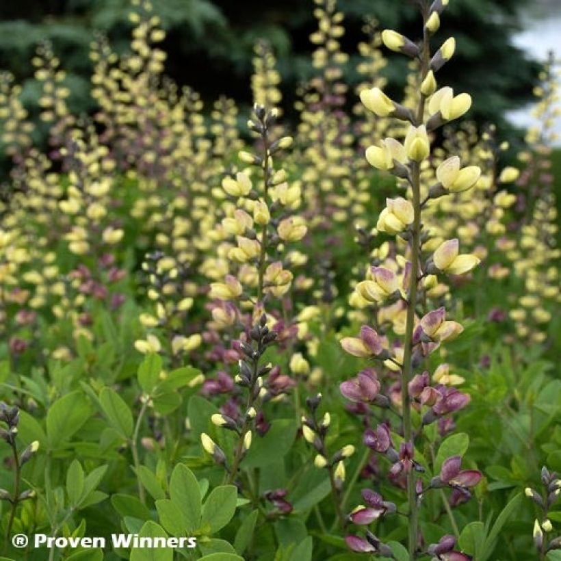 Baptisia Pink Lemonade - Lupin indigo (Foliage)