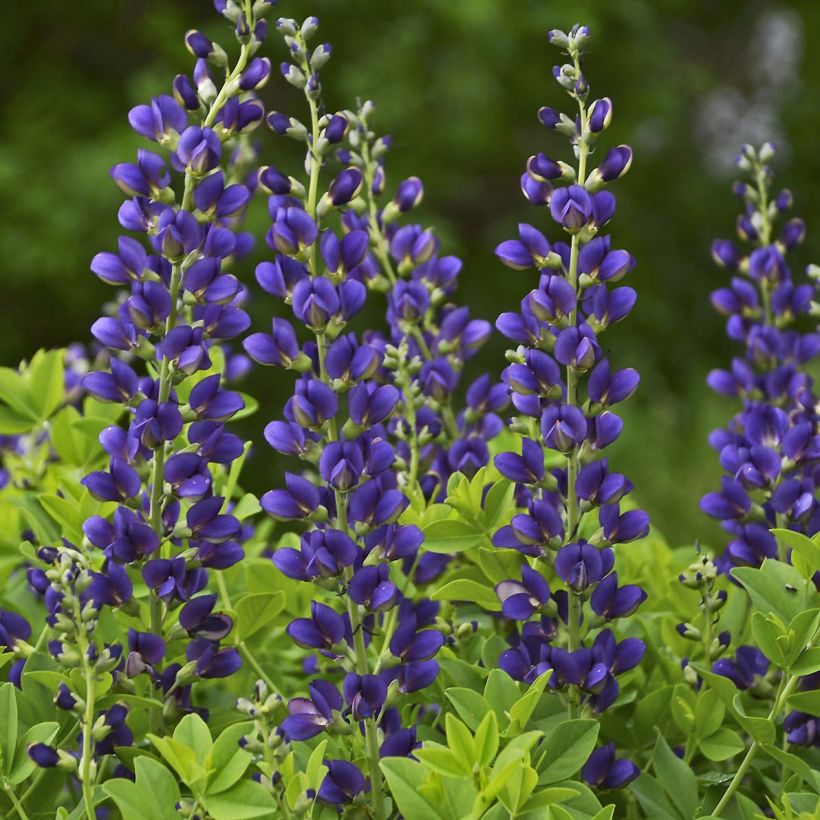 Baptisia Sparkling Sapphires - Faux indigo (Flowering)