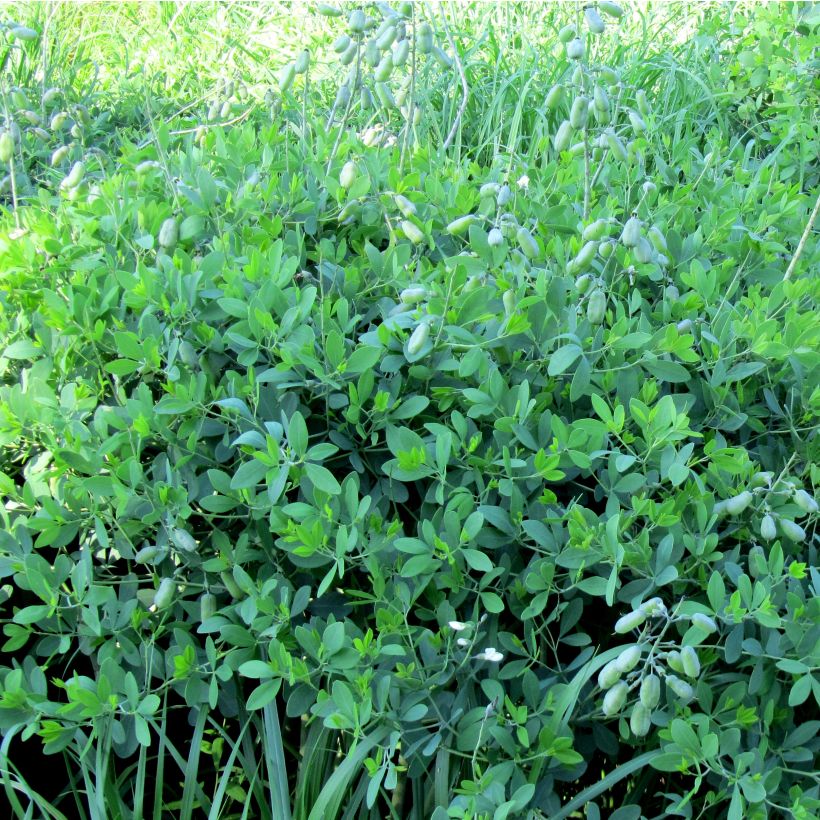 Baptisia alba var macrophylla, Faux Lupin (Plant habit)