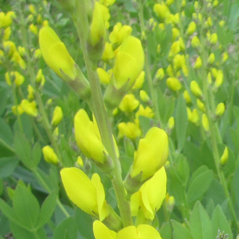 Baptisia tinctoria - Faux Lupin (Flowering)