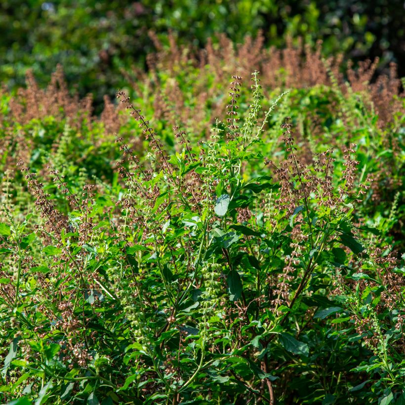 Basilic Cannelle Cinamonette (Plant habit)