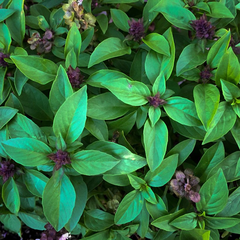 Basilic Spice Boys Queen of Sheba (Foliage)