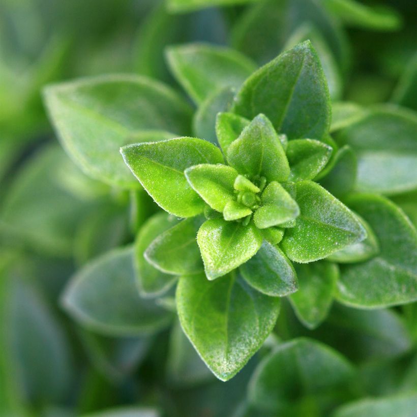 Basilic Spice Boys Spicy Globe  (Foliage)