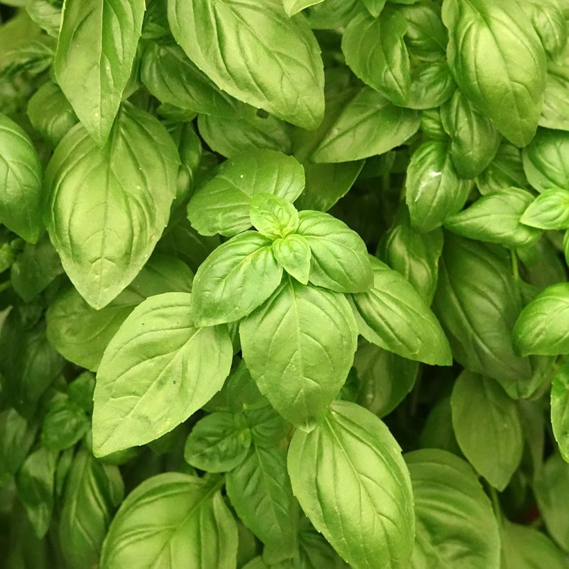 Basilic Everleaf Emerald Tower (Foliage)