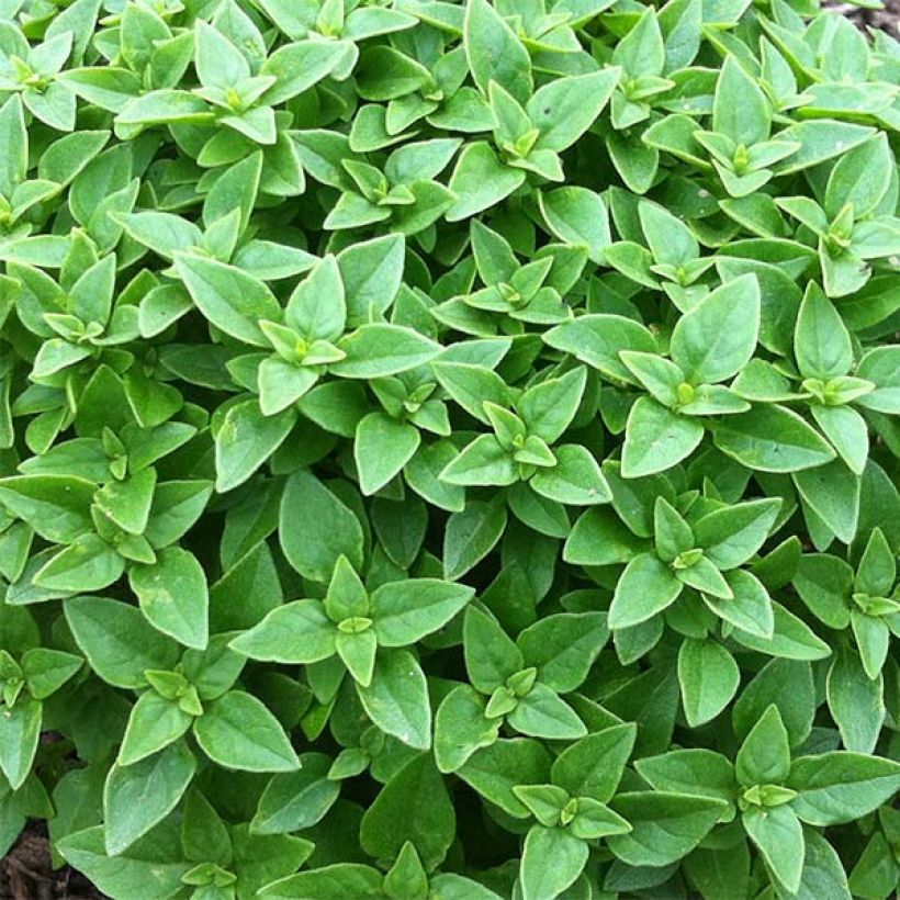 Basilic Pistou (Foliage)