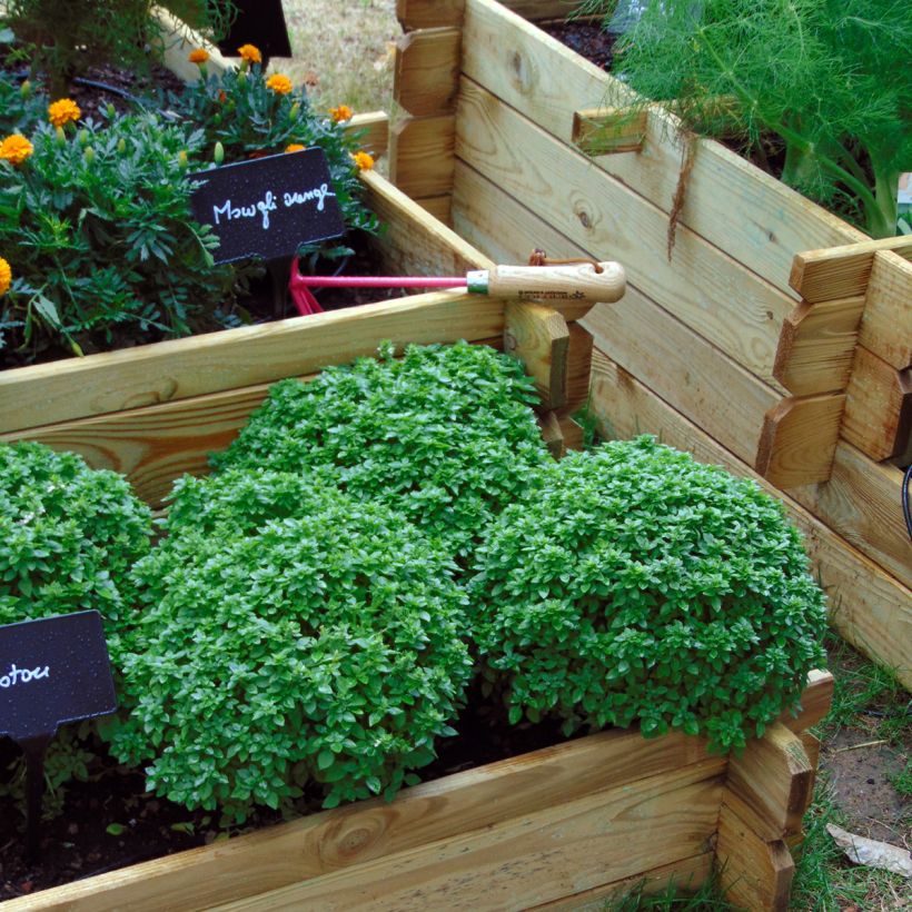 Basilic Pistou (Plant habit)