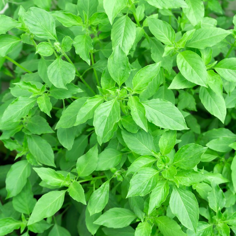 Basilic citron BIO (Foliage)