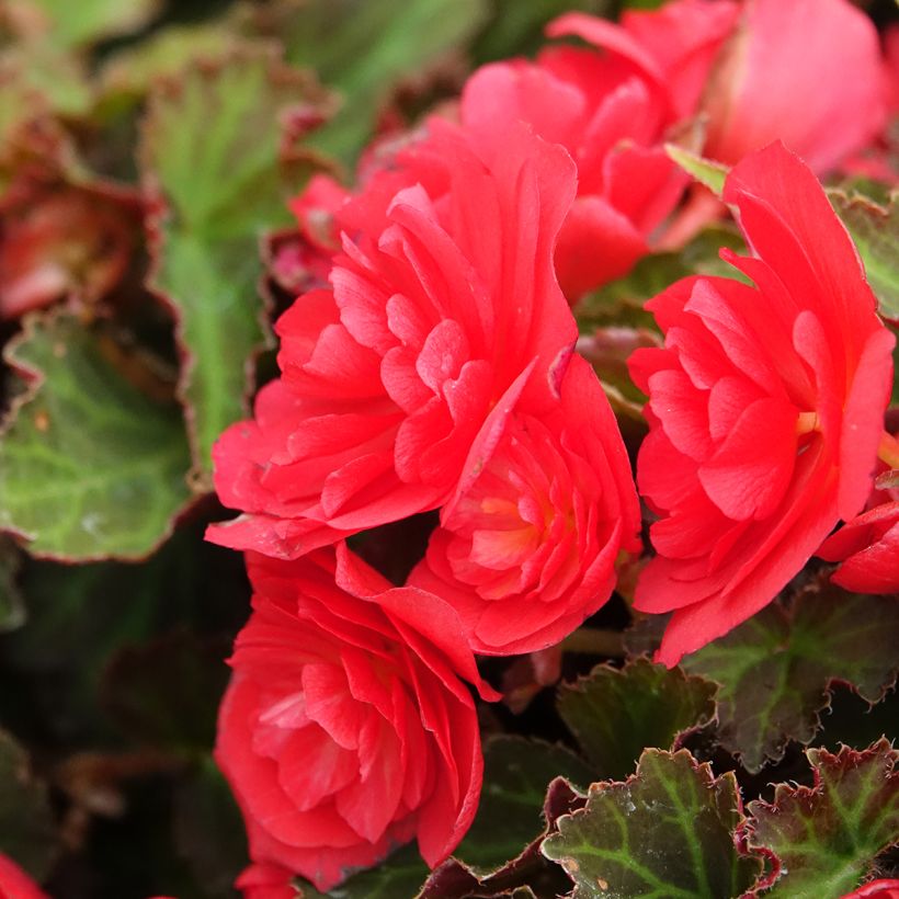 Begonia Bellissa Red (Flowering)