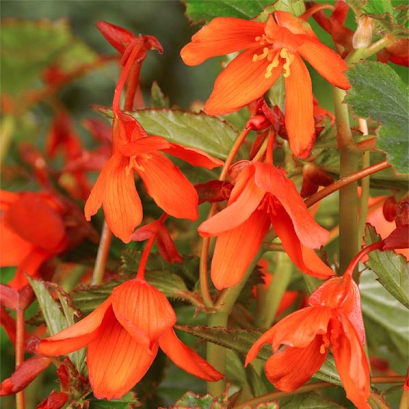 Begonia Bertinii  (Flowering)