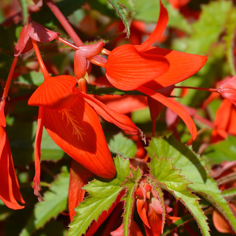 Begonia boliviensis Santa Cruz - Bégonia retombant (Flowering)