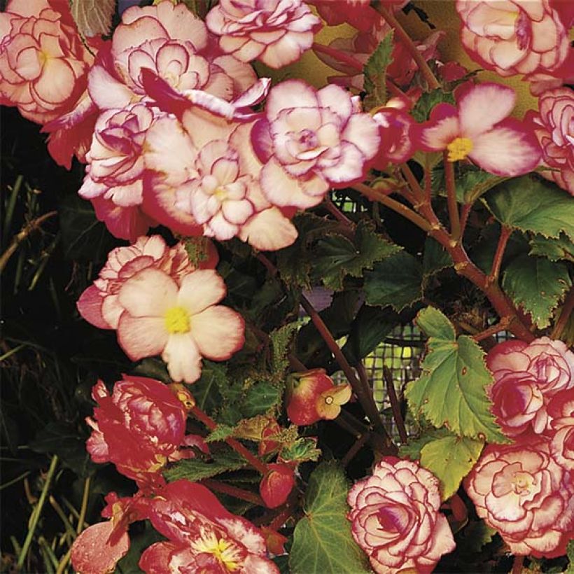 Begonia double Bouton de Rose (Flowering)