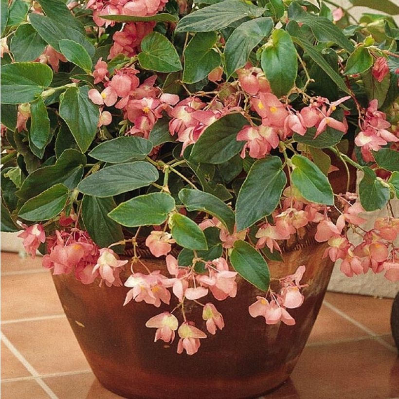 Bégonia Dragon Wing Pink Mini-mottes (Flowering)