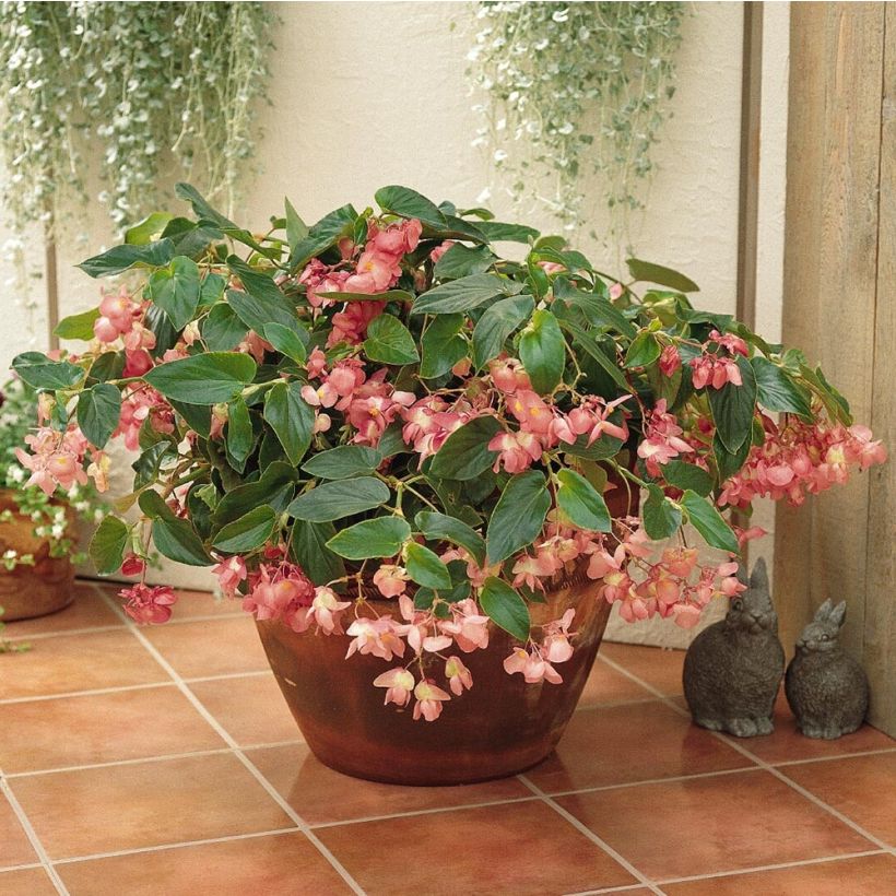 Bégonia Dragon Wing Pink Mini-mottes (Plant habit)