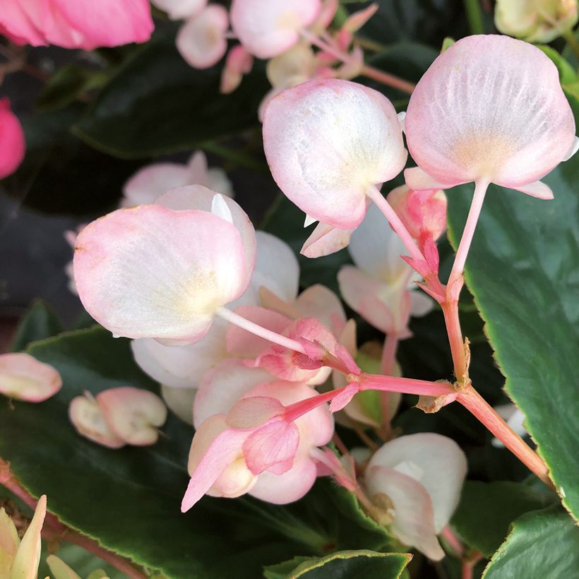 Begonia Dragon Wing White (Flowering)