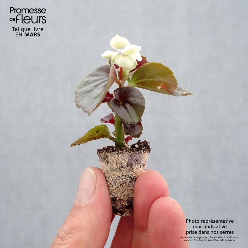 Example of Bégonia Gumdrop Coco White  Mini-motte Ø 1,5/2,5 cm as you get in printemps