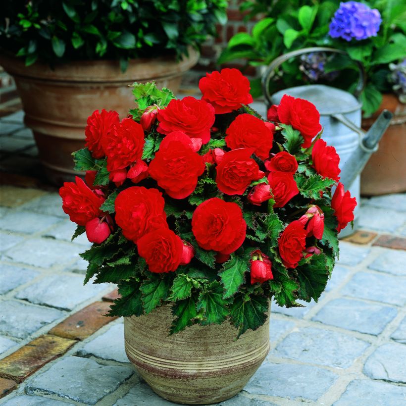 Bégonia double Non Stop Scarlet (Plant habit)