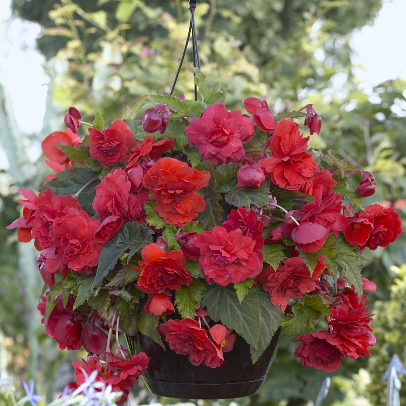 Bégonia double retombant Red Glory - Begonia Odorata  (Flowering)