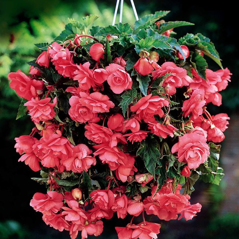Bégonia retombant Cascade Pink - Begonia Pendula  (Flowering)