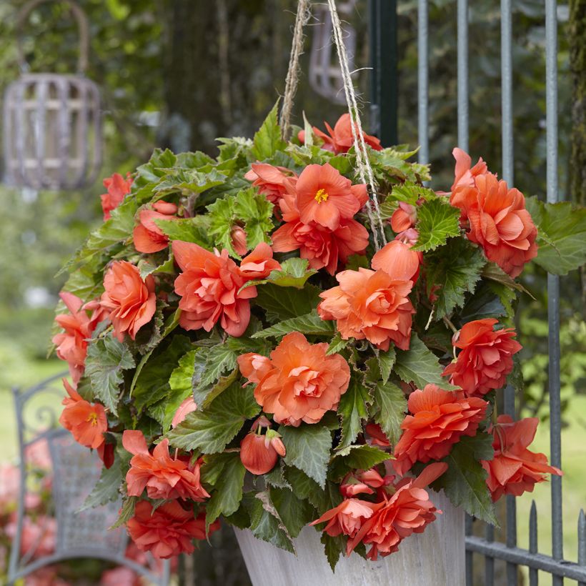 Bégonia retombant Cascade Salmon - Begonia Pendula (Plant habit)