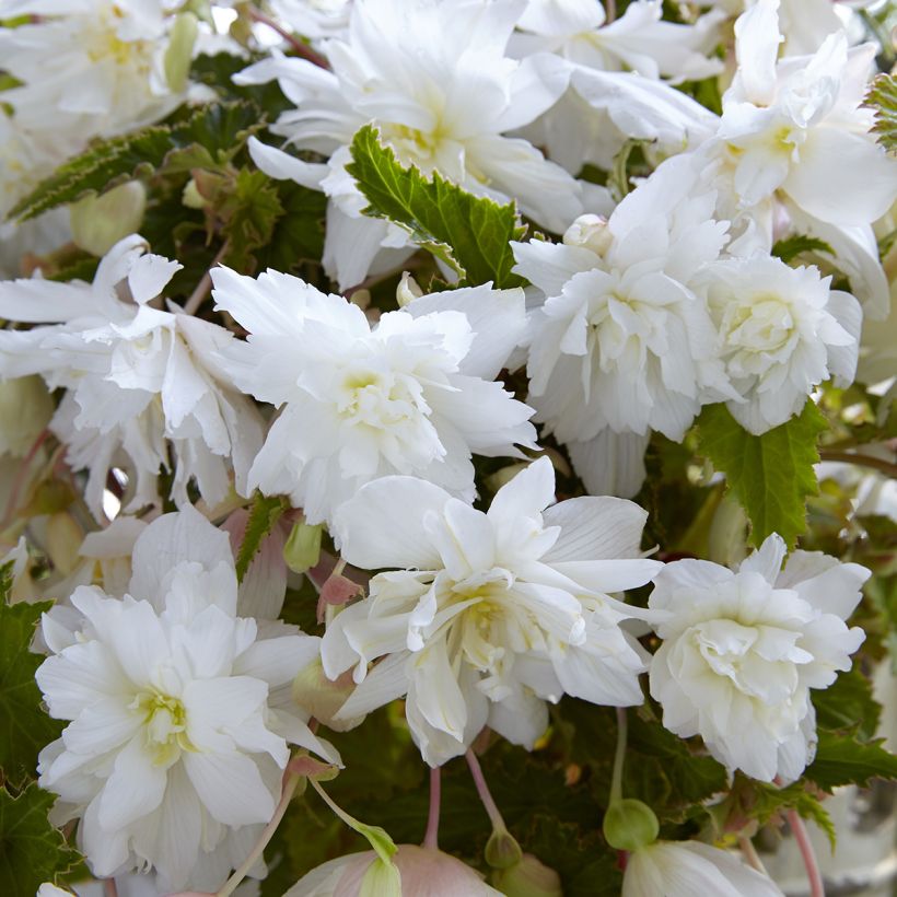 Bégonia retombant Cascade White - Begonia Pendula (Flowering)