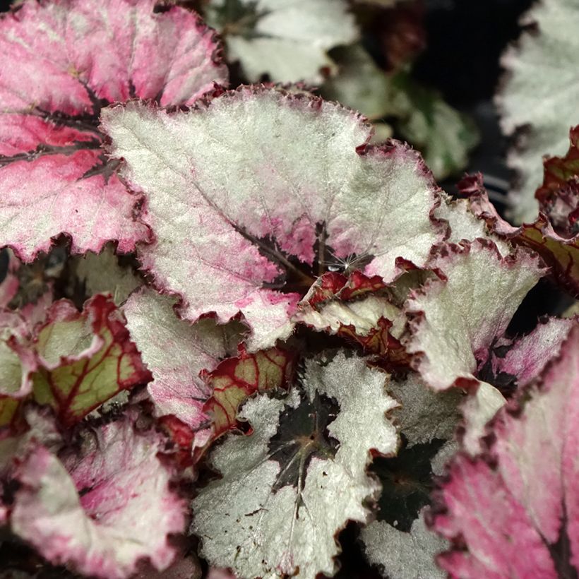 Begonia Rex Red Heart (Foliage)