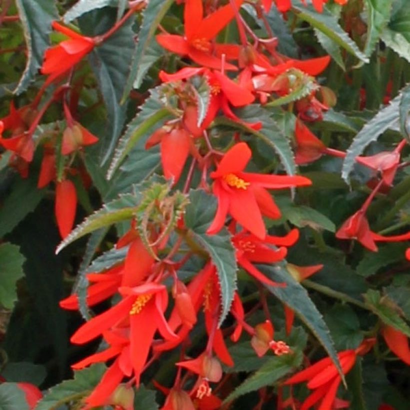 Bégonia retombant Santa Cruz Orange Mini-mottes (Flowering)