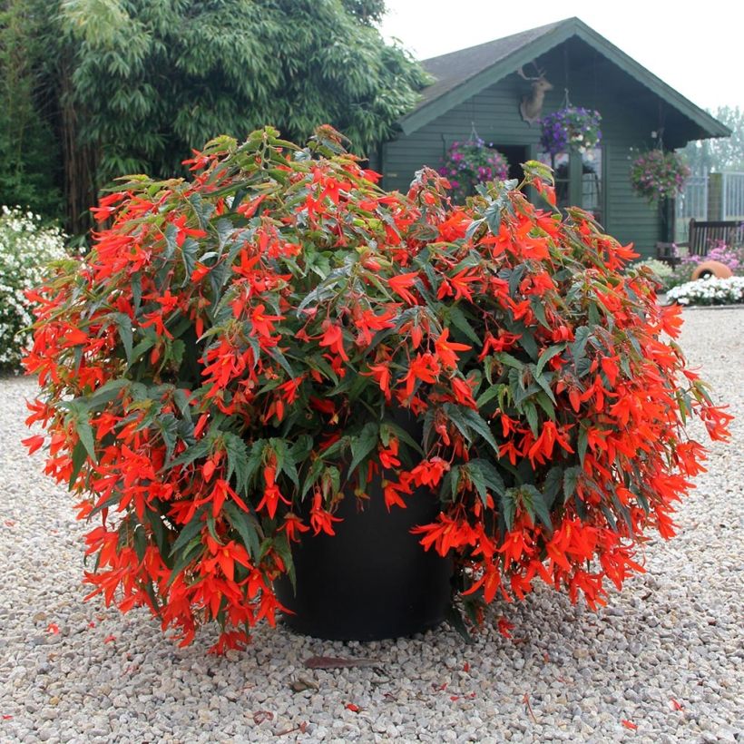 Bégonia retombant Santa Cruz Orange Mini-mottes (Plant habit)