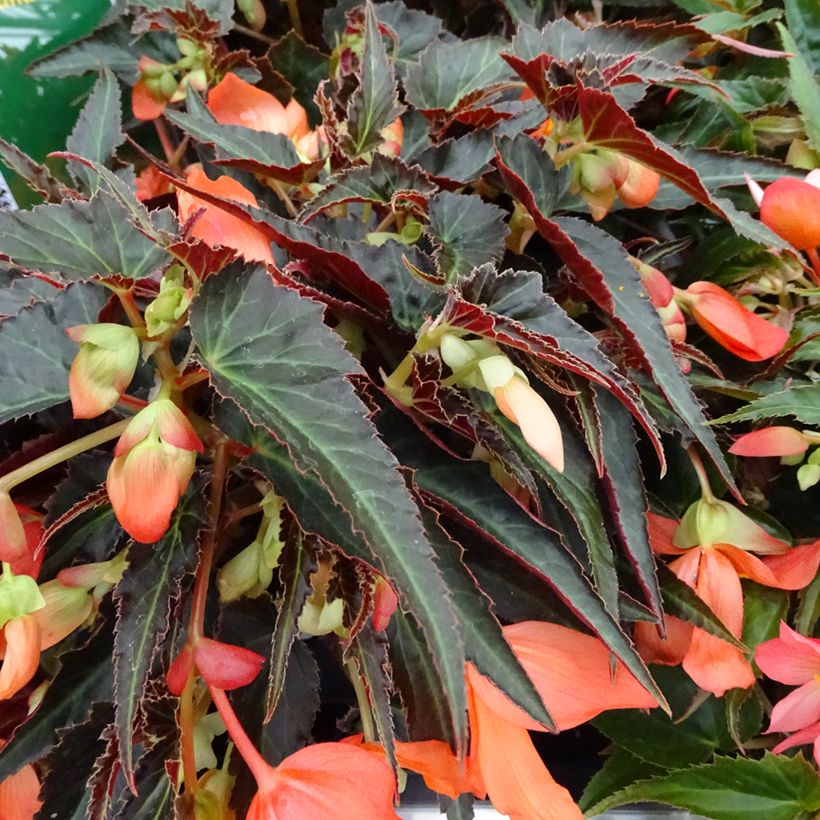 Begonia retombant Summerwings Orange (Foliage)