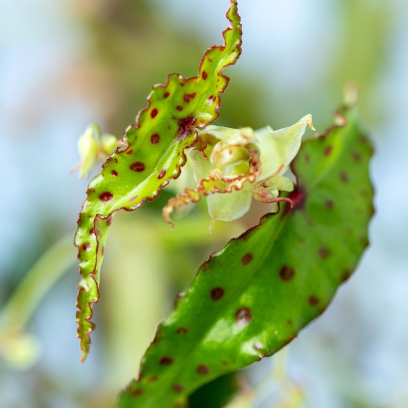 Begonia amphioxus - Bégonia d'intérieur (Foliage)