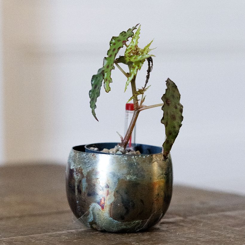 Begonia amphioxus - Bégonia d'intérieur (Plant habit)