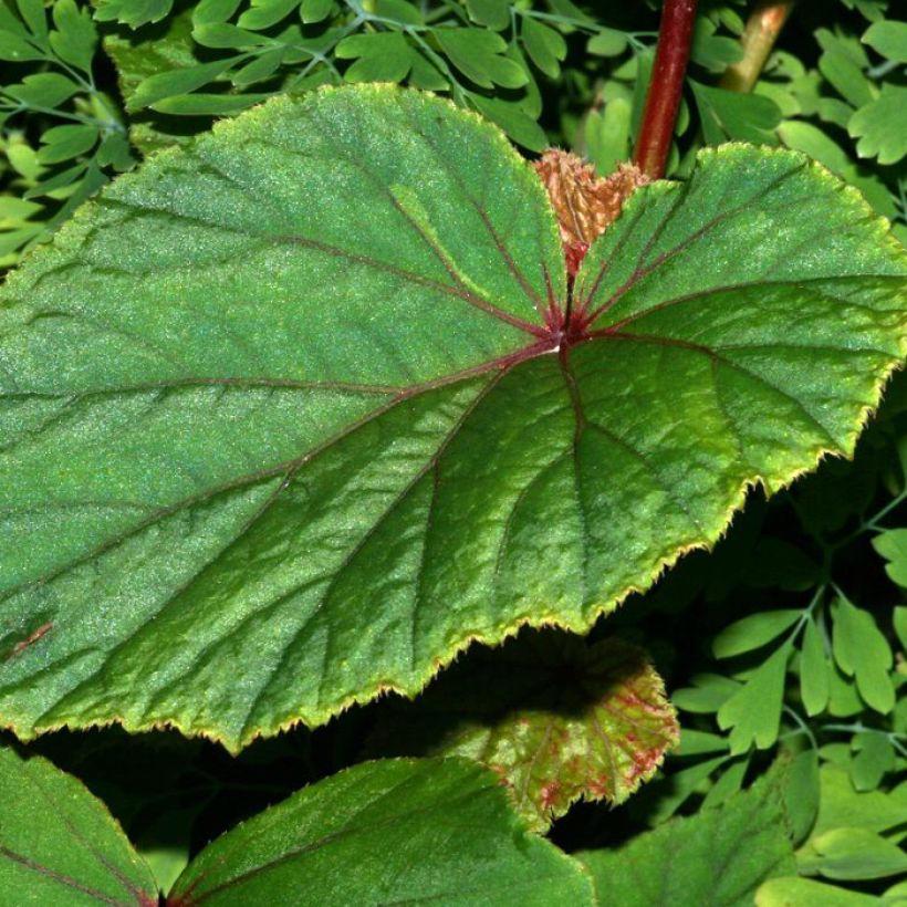Begonia grandis subsp. evansiana var. alba (Foliage)