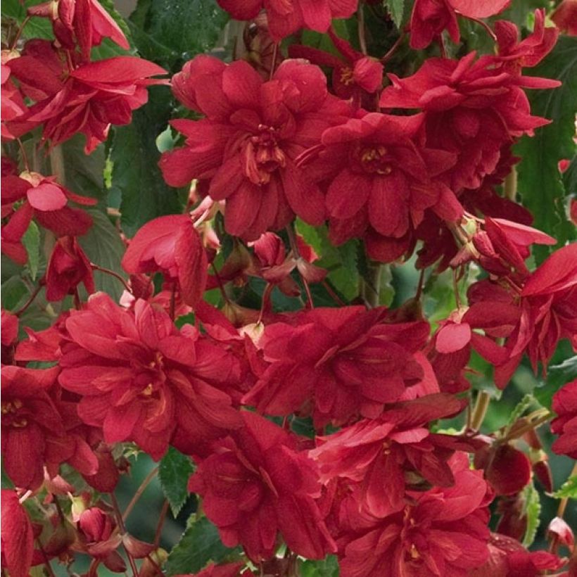 Bégonia retombant Illumination Ecarlate (Flowering)