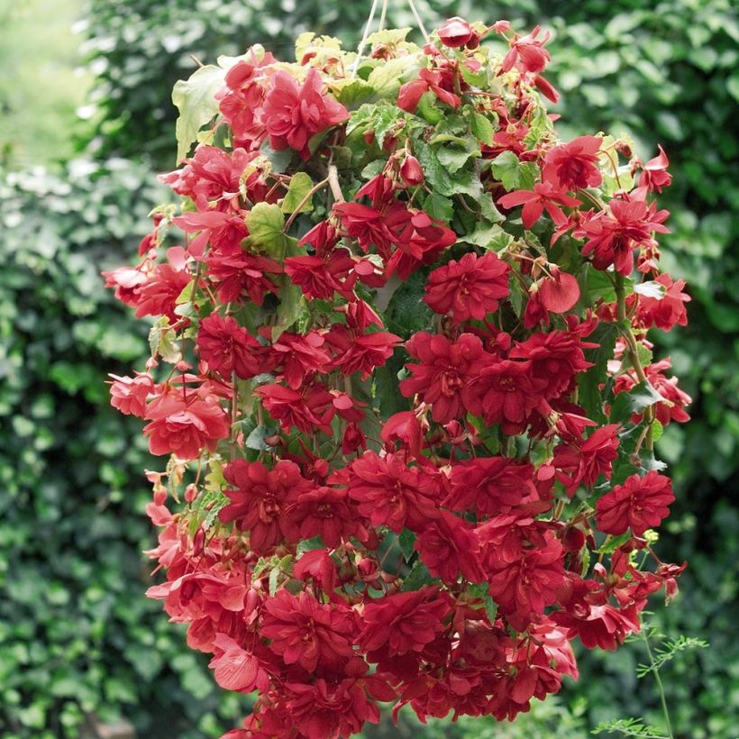 Bégonia retombant Illumination Ecarlate (Plant habit)