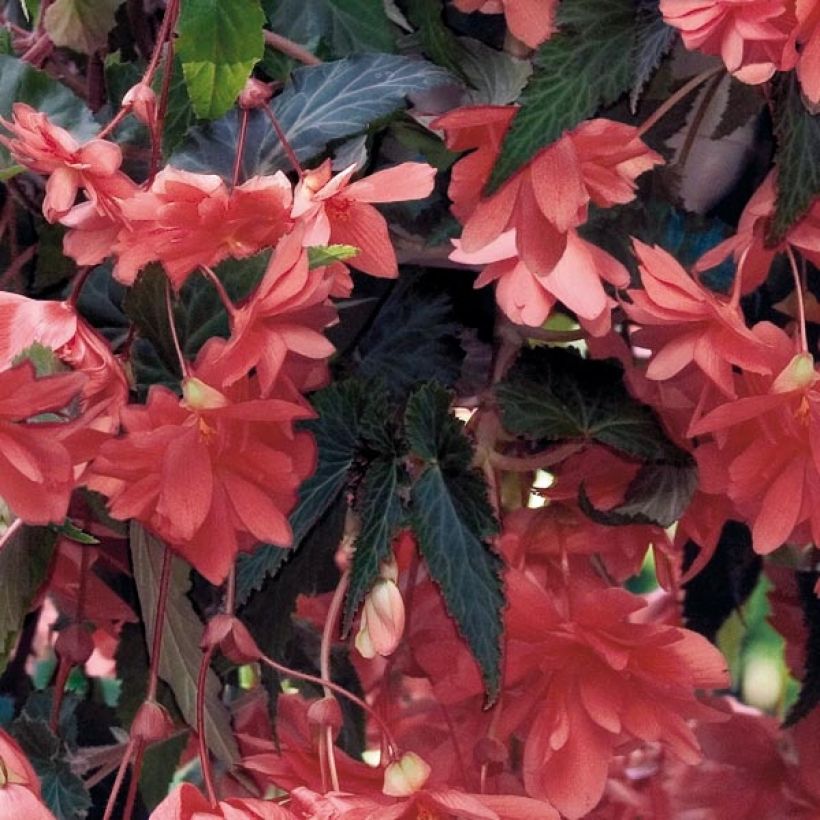 Bégonia retombant Illumination Saumon Mini-mottes (Foliage)