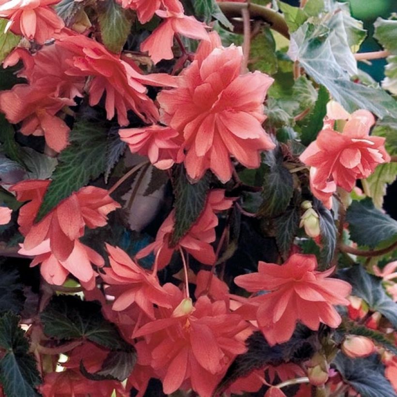 Bégonia retombant Illumination Saumon Mini-mottes (Flowering)