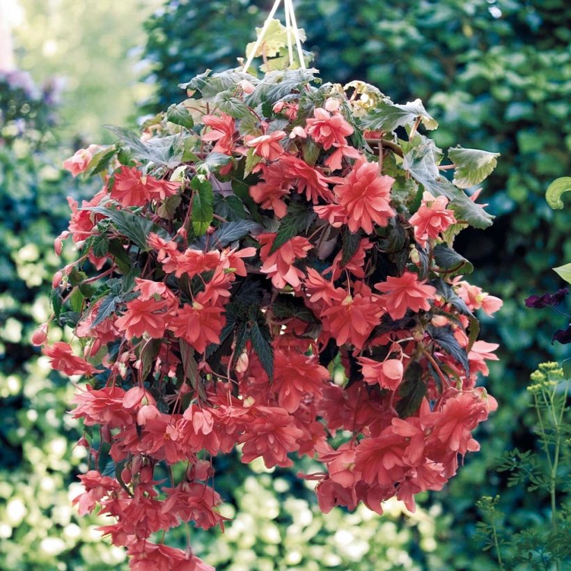 Bégonia retombant Illumination Saumon Mini-mottes (Plant habit)