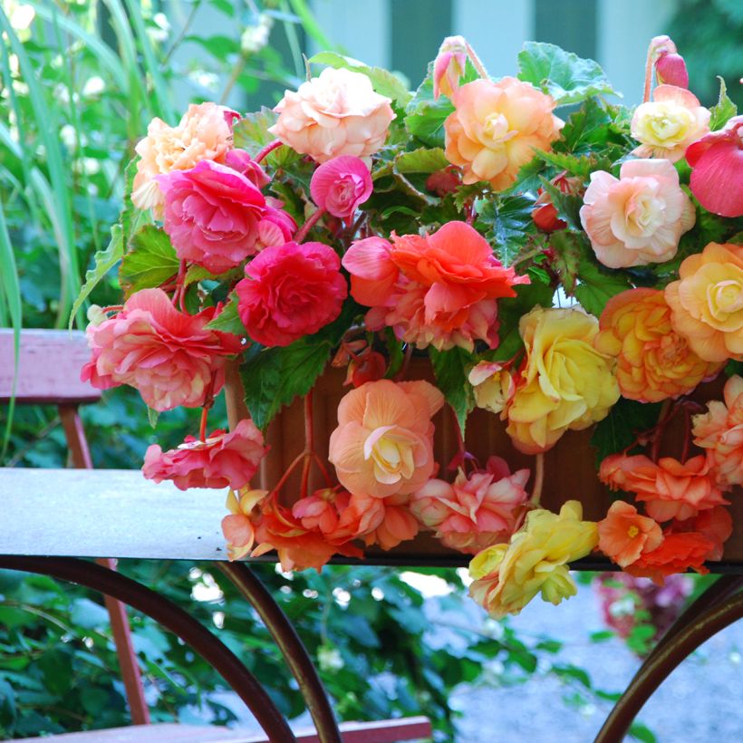 Begonia retombant Splendide mix 3 couleurs (Flowering)