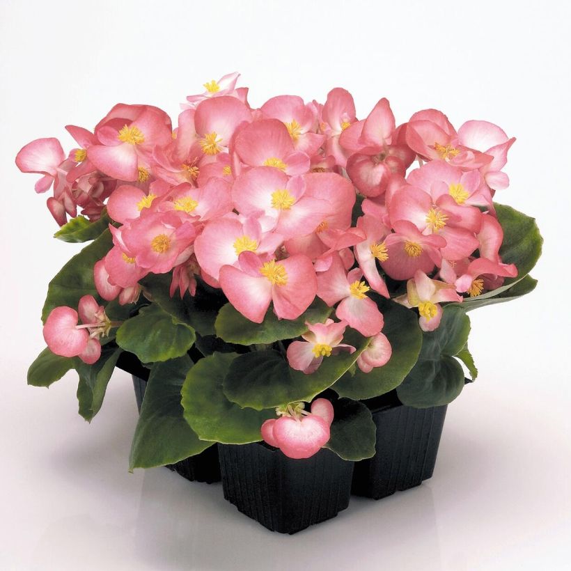 Begonia semperflorens Mascotte Bicolour Improved (Plant habit)