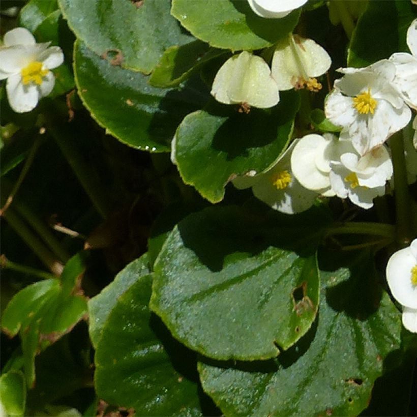 Bégonia semperflorens Super Olympia blanc (Foliage)